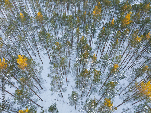 Drone view of a snow covered pine forest in Estonia: winter landscape, tall trees covered in snow. photo