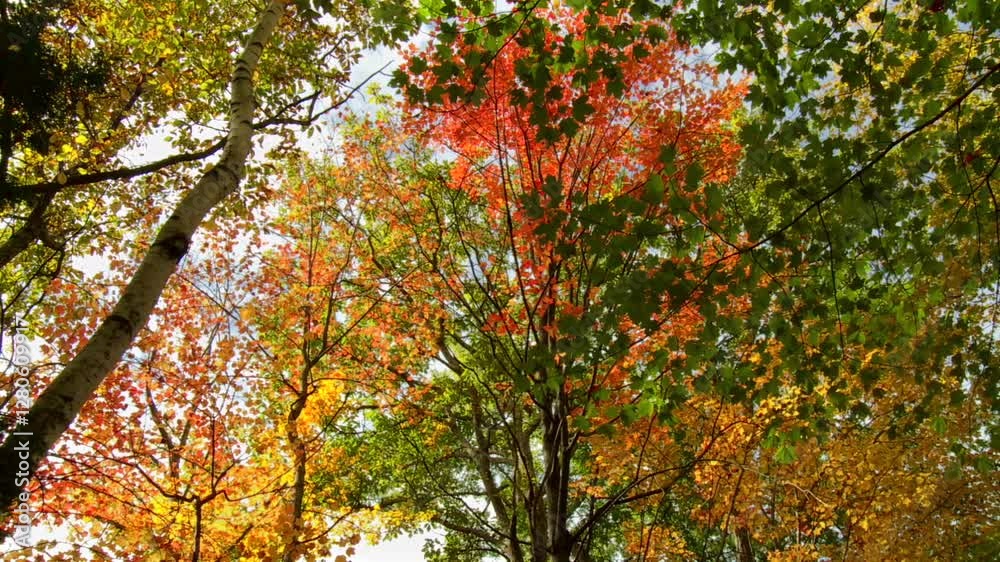 Vibrant fall foliage from a low-angle perspective in the Catskill Mountains, NY Vibrant fall foliage from a low-angle perspective in the Catskill Mountains, NY