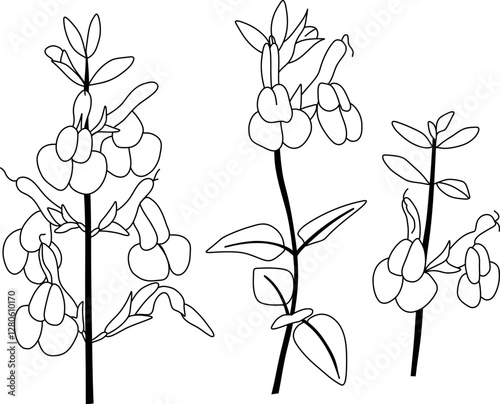 Hand drawn flowers. Salvia flowers (sage).Flora of Mexico. Vector.