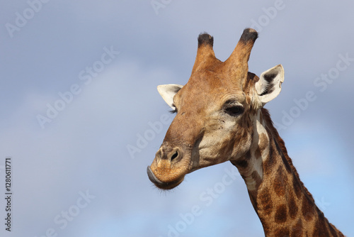 Photography Giraffe / Giraffe / Giraffa camelopardalis
