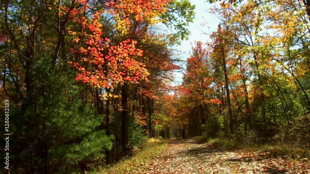 A peaceful forest trail surrounded by vibrant fall foliage in the Catskill Mountains A peaceful forest trail surrounded by vibrant fall foliage in the Catskill Mountains