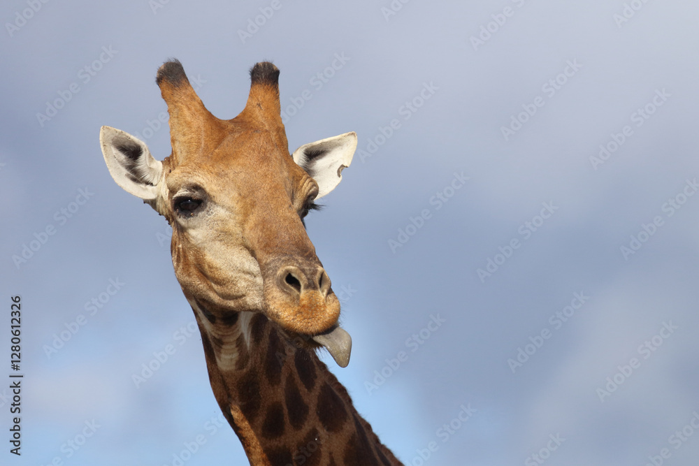 Giraffe / Giraffe / Giraffa camelopardalis Giraffe / Giraffe / Giraffa camelopardalis