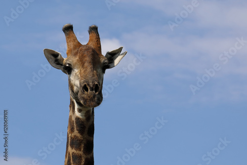 Canvas Print Giraffe / Giraffe / Giraffa camelopardalis