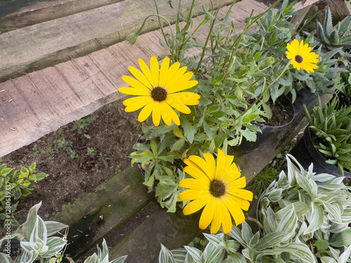 Bright yellow daisies blooming in a garden, surrounded by lush green foliage.