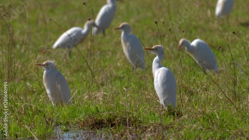A Western Cattle Egret walking on a meadow