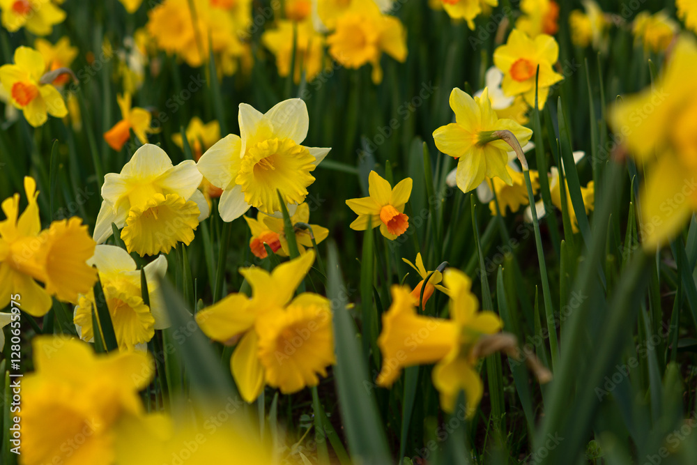 Fototapeta premium Yellow narcissus blooms. Bright spring flowers grow in the garden. Natural beautiful spring background for postcard design. Landscaping and design of parks. Happy Mother's Day Women's Day Happy Easter