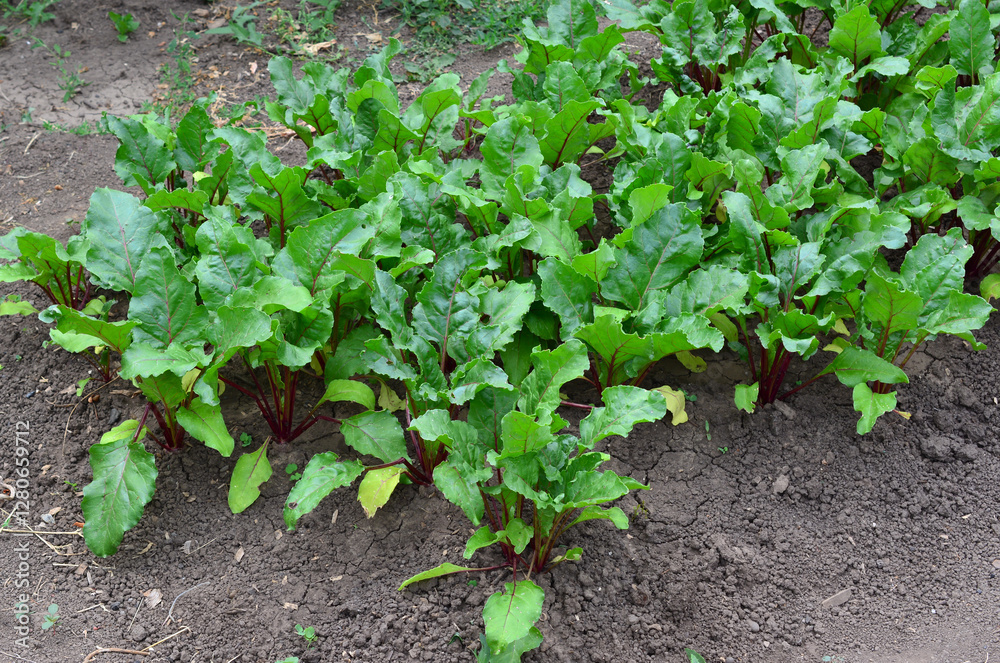 Growing Beetroots in the organic farm Growing Beetroots in the organic farm
