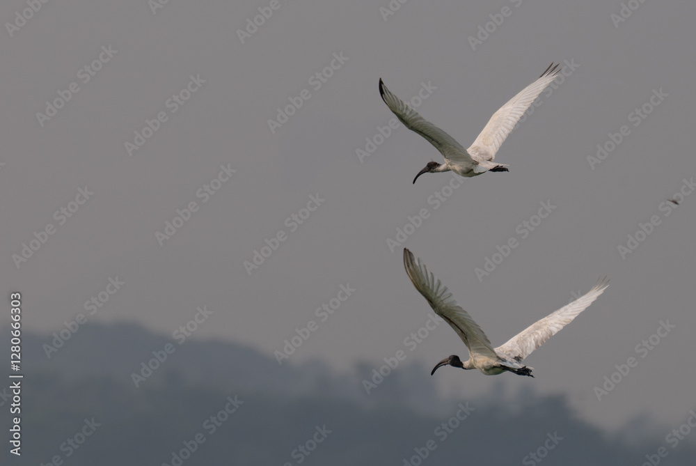 Fototapeta premium The two beautiful Ibis with dark wingtips and a long, curved beak flies against a pale, overcast sky.