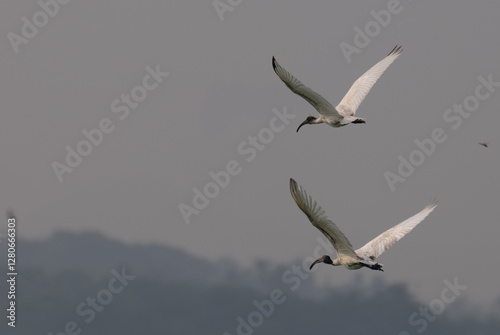 The two beautiful Ibis with dark wingtips and a long, curved beak flies against a pale, overcast sky. photo