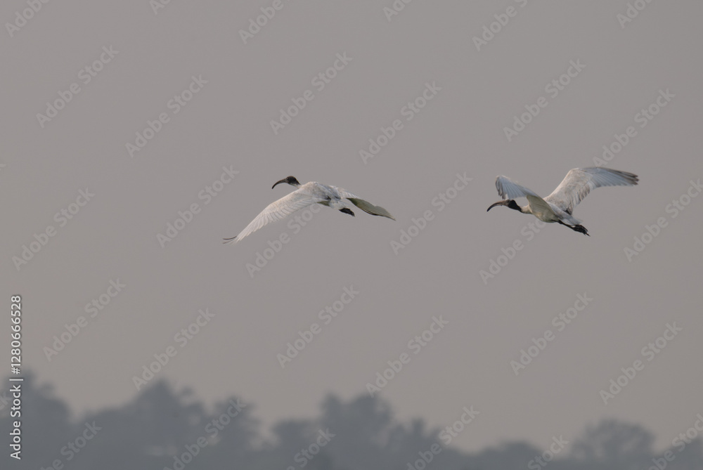 The two beautiful Ibis with dark wingtips and a long, curved beak flies against a pale, overcast sky. The two beautiful Ibis with dark wingtips and a long, curved beak flies against a pale, overcast sky.