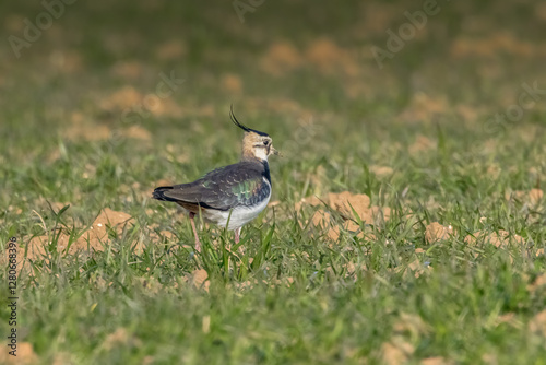 A lapwing bird walking across an agriculture field in France at a sunny day in spring.