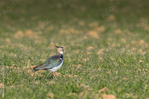 A lapwing bird walking across an agriculture field in France at a sunny day in spring.