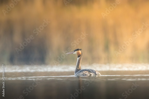 A great crested grebe swimming in a little lake at a sunny evening in France.