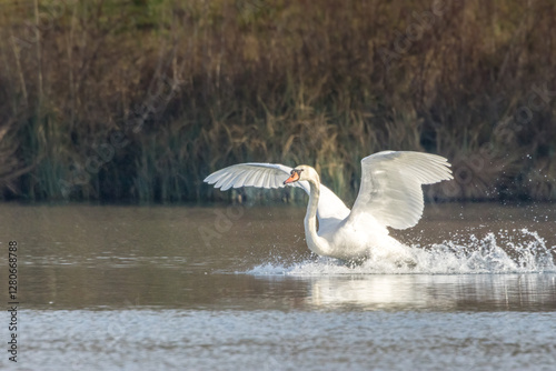 A beautiful white swan starting from a little lake not far away from Bourges, France  at a warm day in spring.
