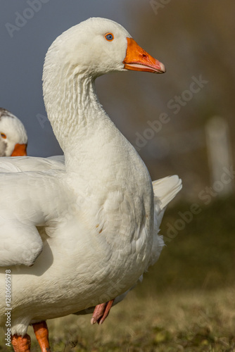 Wild domestic goose standing at a little lake in Bourges in France at a sunny evening in spring.