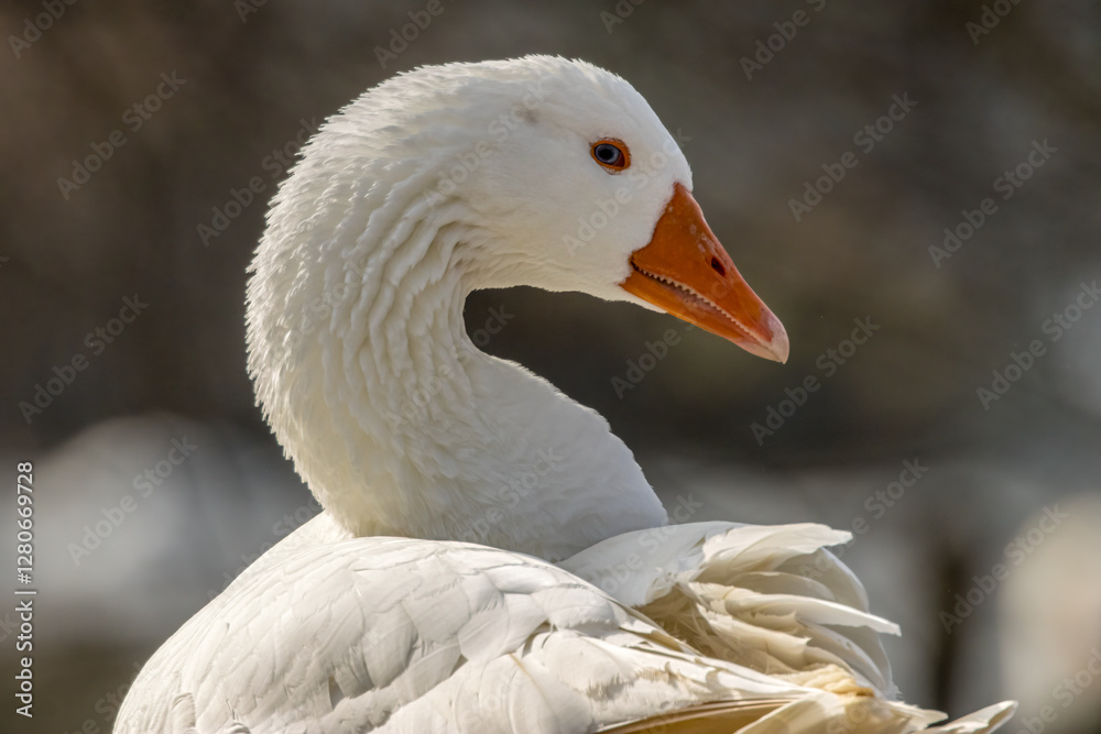 Wild domestic goose standing at a little lake in Bourges in France at a sunny evening in spring. Wild domestic goose standing at a little lake in Bourges in France at a sunny evening in spring.