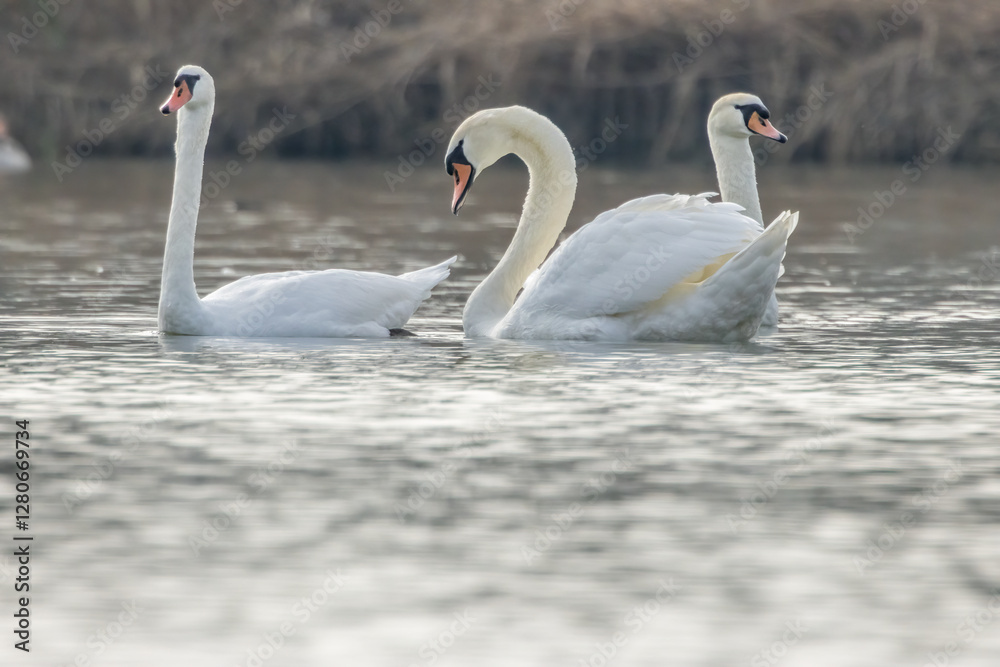Obraz premium A group of swans swimming in a little lake in Bourges, France at a sunny day in spring.