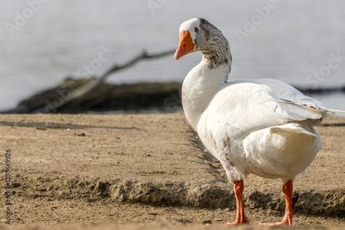 Wild domestic goose standing at a little lake in Bourges in France at a sunny evening in spring.