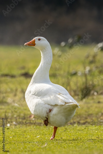 Wild domestic goose standing at a little lake in Bourges in France at a sunny evening in spring.