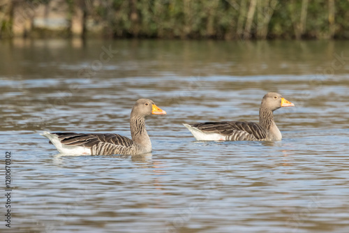 Greylag geese swimming in a little lake next to Bourges in France at a sunny evening in spring.