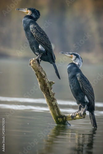 Two great black cormorant sitting on a branch in a lake not far away from Bourges in France at a sunny evening in spring.