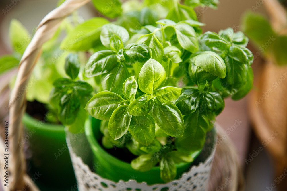 Fresh basil from a home garden Fresh basil from a home garden