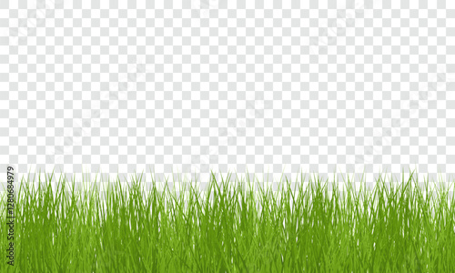 Green Grass border isolated on transparent background, vector illustration. Realistic green seamless grass. Grass png, lawn png.