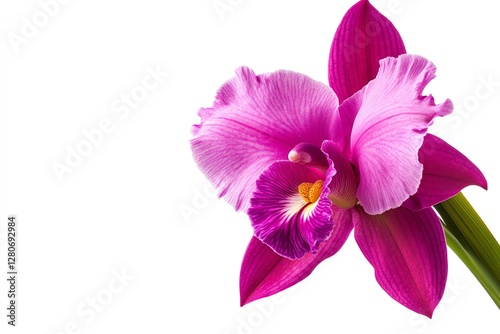 Vibrant pink orchid blossom on white background.