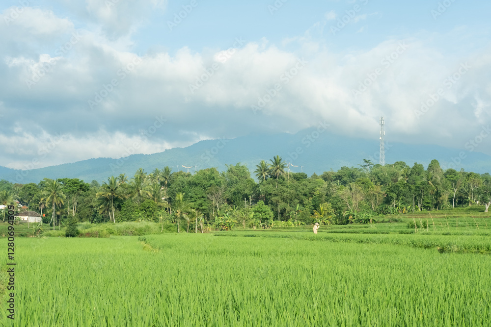 Obraz premium A lush green rice field stretching towards majestic mountains, with fluffy white clouds scattered across a bright blue sky, creating a peaceful and scenic countryside view