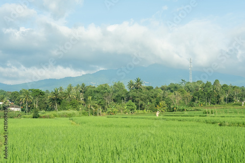 A lush green rice field stretching towards majestic mountains, with fluffy white clouds scattered across a bright blue sky, creating a peaceful and scenic countryside view