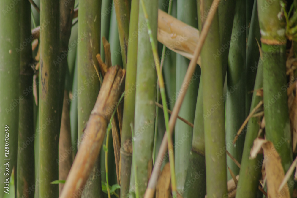 Fototapeta premium green bamboo tree in a garden. bamboo forest background 