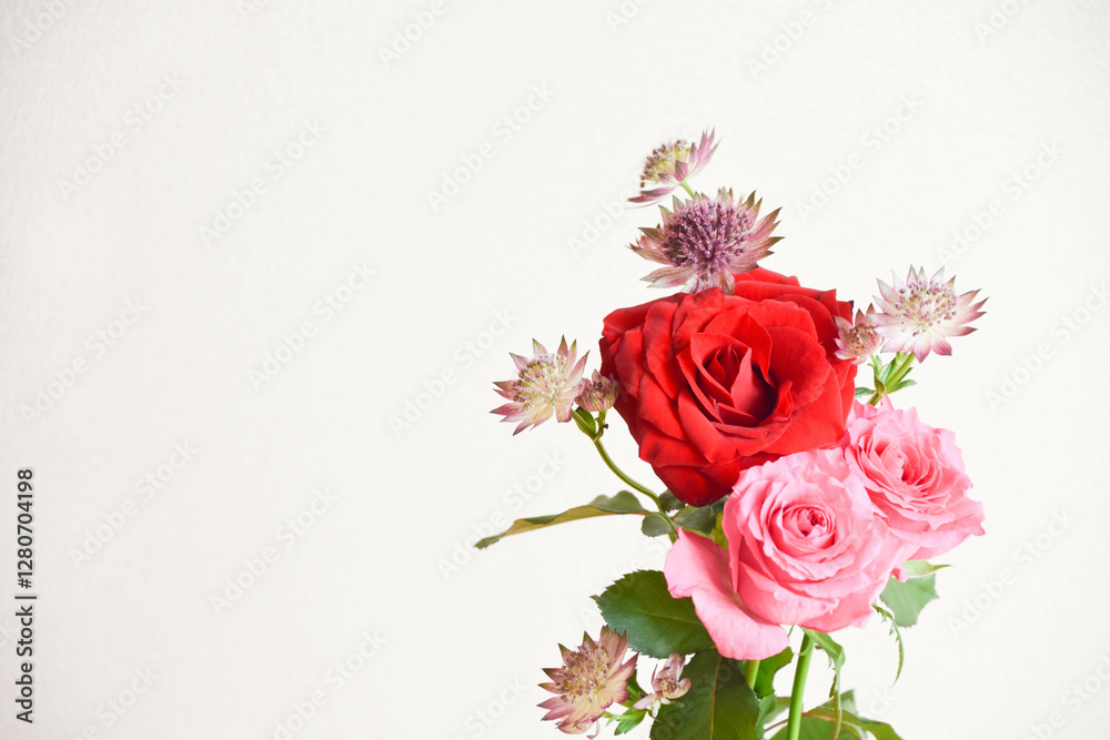 薔薇とアストランチア 薔薇とアストランチア
