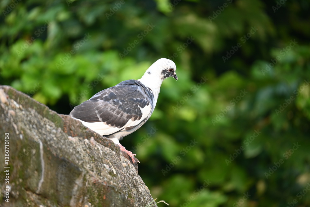 Rock dove or rock pigeon. It is a popular pet bird in the world. In some areas, it is also bringing up for meat. It also used to work as a messenger in the olden times. Rock dove or rock pigeon. It is a popular pet bird in the world. In some areas, it is also bringing up for meat. It also used to work as a messenger in the olden times.