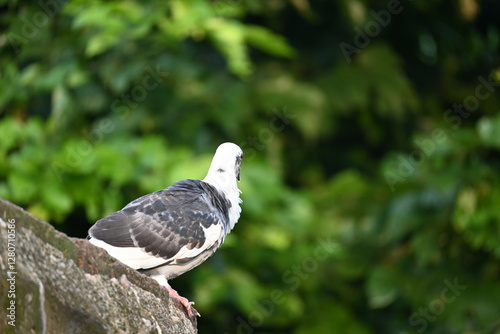 Rock dove or rock pigeon. It is a popular pet bird in the world. In some areas, it is also bringing up for meat. It also used to work as a messenger in the olden times. photo