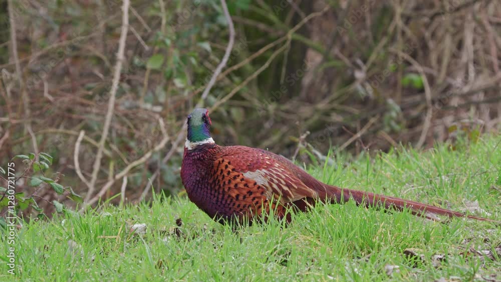 pheasant male in the grass