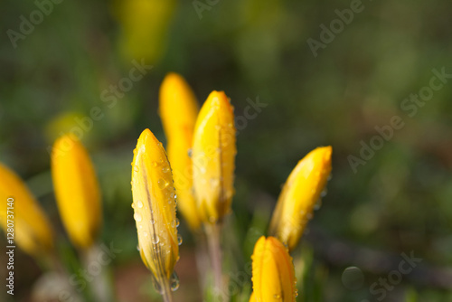 Meadow with yellow crocuses, still closed flowers of crocuses with water drops, raindrops on yellow buds, herald of spring, early bloomer, harbinger of spring, green background 