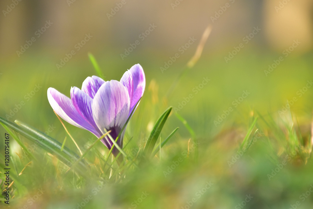 Fototapeta premium purple crocus flowers