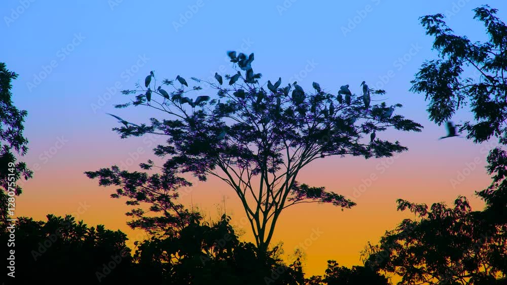 Silhouette of a flock of stork roosting on a tree with colorful dusk background Silhouette of a flock of stork roosting on a tree with colorful dusk background