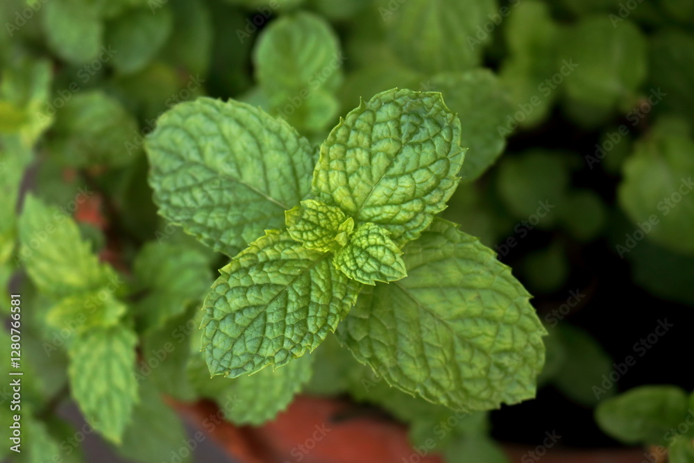 Top view of top tree Thai peppermint with detail young green leaves and vain. Top view of top tree Thai peppermint with detail young green leaves and vain.