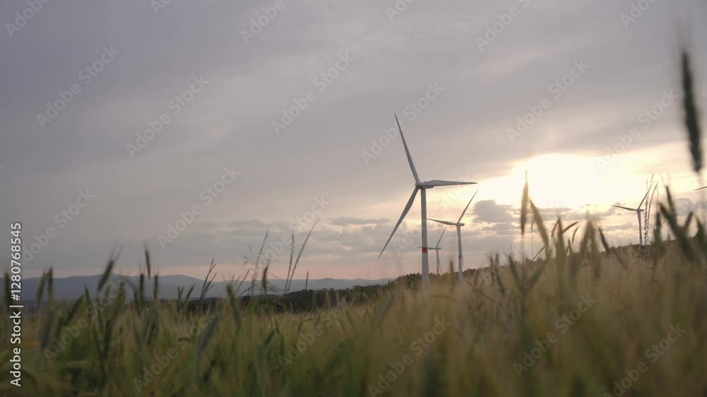 Grain in wind and windmills in background, concept of renewable energy, no people, copyspace for titles or web background