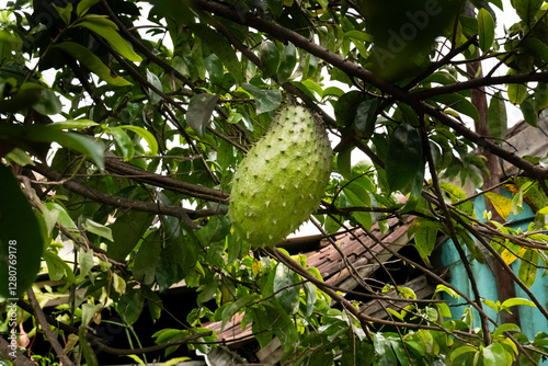 A close-up view of a soursop (sirsak) fruit hanging from a tree, showcasing its spiky, green skin and fresh appearance