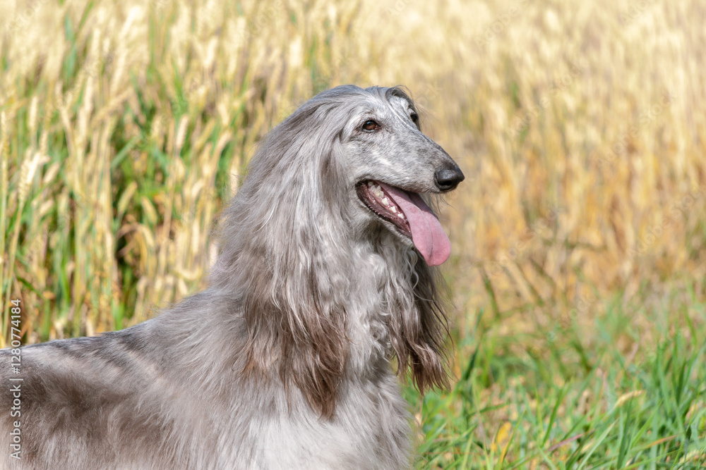 Afghan hound portrait in front of a field of wheat Afghan hound portrait in front of a field of wheat