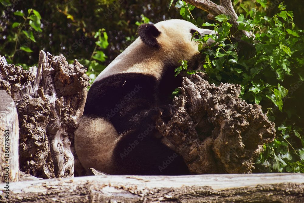 Fototapeta premium giant panda eating