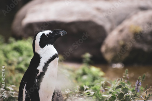 penguin on a rock