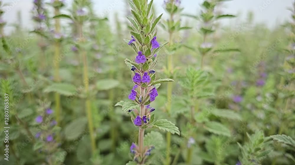Chia Seed Plants and Flowers Chia Seed Plants and Flowers
