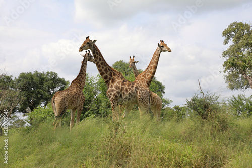 Photography Giraffe / Giraffe / Giraffa camelopardalis