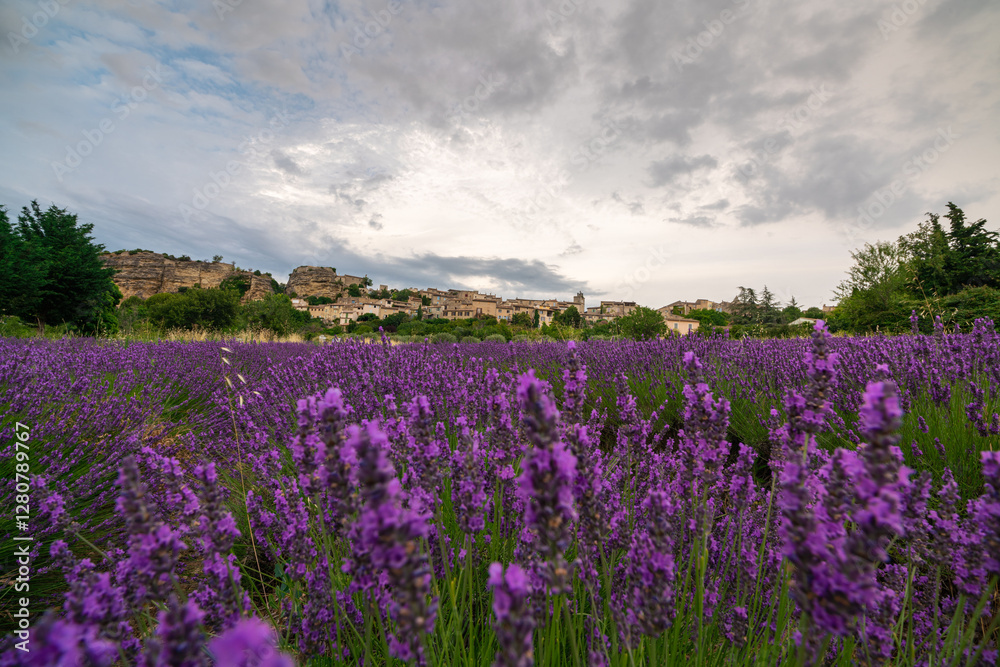 Lavender Fields in Provence: A Serene Landscape Lavender Fields in Provence: A Serene Landscape