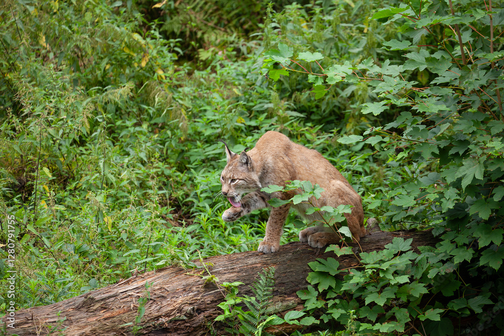 Fototapeta premium Luchs im Tierpark putzt sich.