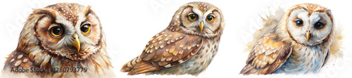 Realistic owl portraits, detailed watercolor art, nature illustration, wildlife artwork, artistic bird studies.