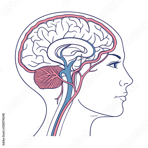 Vector illustration of a human head with a brain showing anatomy and intelligence